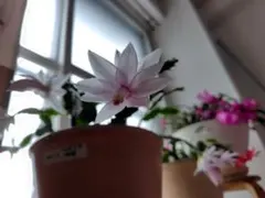 2026年最新】カクタス デンマークの人気アイテム - メルカリ