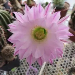 専用ページです！花サボテン カキコ2個♬ 花サボテン カキコ 名無し 2苗 - メルカリ