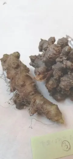 むかご 30g おかわかめ 植え時です！！のサムネイル