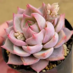 2026年最新】桃染華の人気アイテム - メルカリ