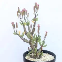 チレコドン　ブックホルジアヌスのサムネイル