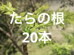 タラの根　20本セットのサムネイル