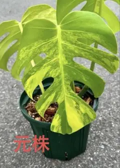 希少　モンステラ　Aurea　極美黄斑⭐ フルムーンに近い鮮明な黄斑のモンステラオーレア - 私のモンステラ