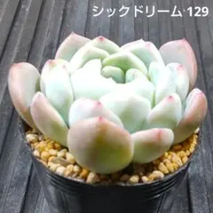 シックドリーム 129 エケベリア 多肉植物 抜き苗