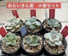 2026年最新】おらいさん苗の人気アイテム - メルカリ