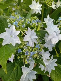 2025年最新】紫陽花墨田の花火＃あじさい＃アジサイの人気