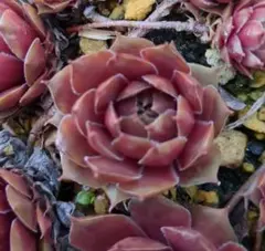 多肉植物 センペルビウム セロン 写真3の全部 抜き苗 - メルカリ