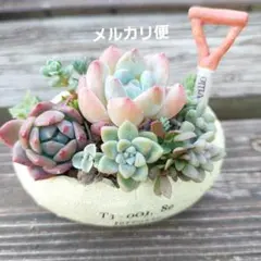 多肉植物寄せ植え　そのまま飾れる　匿名発送
