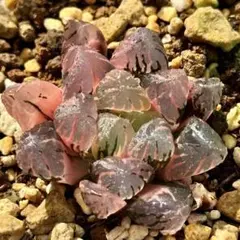 O*Z様 OB-1オブツーサ錦　超美株　ハオルチア　観葉植物　オークション　57