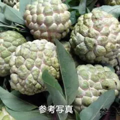 【レッドアテス】　赤釈迦頭　6年生苗　バンレイシ科（２５ｃｍロングポットで発送） 2025年最新】赤釈迦頭の人気アイテム - メルカリ