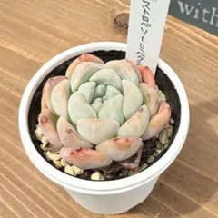 misa.no.taniku様 リクエスト 4点 まとめ商品