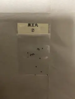 サボテン種子　コピアポア　黒王丸② 自家採取種子のサムネイル
