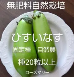 翡翠なす　種20粒以上　無肥料自然栽培　自然農　不耕起　固定種　自家採種たね