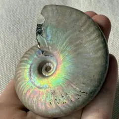 アンモナイト