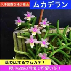 2026年最新】デンドロビューム苗の人気アイテム - メルカリ