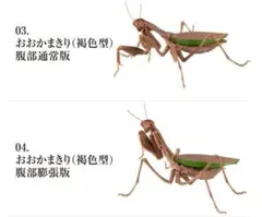 希少 いきもの大図鑑　かまきり01　2種　おおかまきり（褐色）腹部通常、腹部膨張