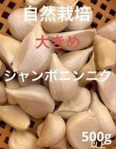 残りラスト！ジャンボニンニク自然栽培　大きめ　500g送料込みのサムネイル