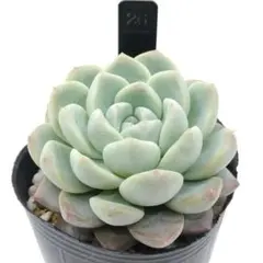 ぼー様 リクエスト 2点 まとめ商品