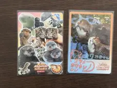 鳥羽水族館 70周年記念コレクションカード メイちゃん キラちゃん