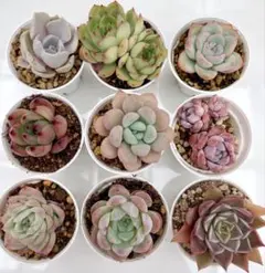 多肉植物^o^ 限定1セット！ 葉挿し赤ちゃん10種 - メルカリ