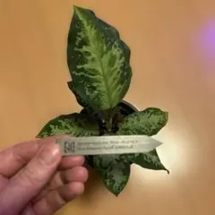 正規タグ付き Aglaonema pictum 【AZ0420-1a】zx個体 - メルカリ