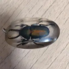 2026年最新】昆虫標本キーホルダーの人気アイテム - メルカリ