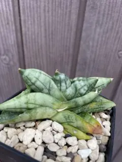 2025年最新】サンスベリアの人気アイテム - メルカリ