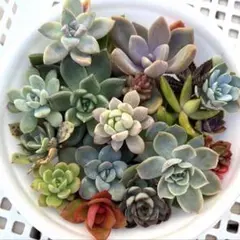 多肉弁当　寄植えセット　大きめ苗と小苗といろいろ盛りだくさんです！多肉エケベリア