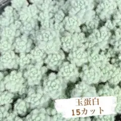 多肉植物 セダム 玉蛋白(タマタンパク)★15カット