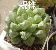 多肉植物　ハオルチア　超大型グリーンフォームオブツーサ