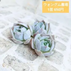 ウォングム農場◎スアベオレンス◎多肉植物 カット苗 輸入苗 エケベリア等