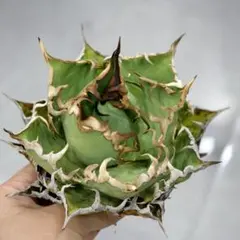 ホワイトファイヤー　白火焔　台湾産　コレクション株 ホワイトファイヤー 白火焔 台湾産 コレクション株 アガベ チタノタ