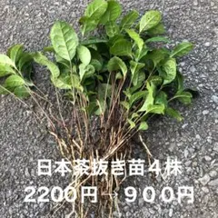 ⭐️ にゃみ 様専用⭐️お茶の木5株⭐️お茶の苗木　日本茶の苗　抜き苗