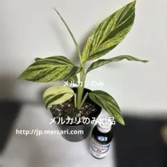 キフゲットウ（黄斑月桃） 10号鉢 ☆金運アップ 斑入り 観葉植物 大型