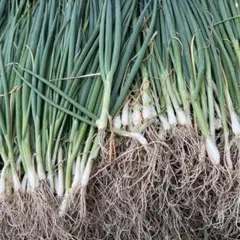 2025年最新】苗の人気アイテム - メルカリ