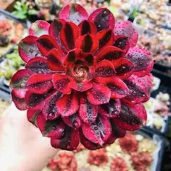 多肉植物。アエオニウ黒法師錦.抜き苗 - メルカリ