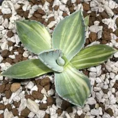 た*ん様 アガベ オリザバ OC株 オリザバが1株から2株になった🤪 #agave