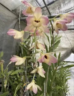 デンドロビウム　Den 札落ち　モスカタム赤花、黄花orアタバス2のサムネイル