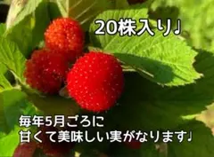 クサイチゴ　抜き苗20株　果実酒やジャム作りなどに