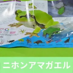 Nature of Japan 日本のいきもの 02 （ニホンアマガエル）
