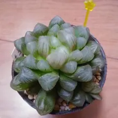 オブツーサ群生①