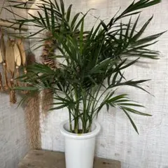 超特価！メキシコケンチャヤシ　苗　苗木　観葉植物　7号鉢　ヤシの木　複数株植のサムネイル