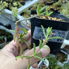 2025年最新】メストクレマ ツベローサムの人気アイテム - メルカリ