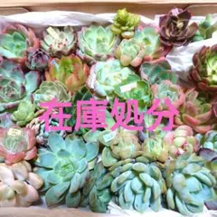 a39多肉植物エケベリア❗訳あり苗＆在庫処分セット❗