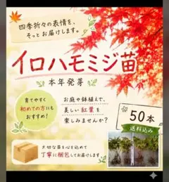 イロハモミジ苗(本年発芽) 50本(抜き苗) [もみじ 紅葉 盆栽]のサムネイル