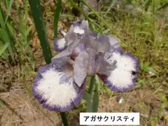 Himarayasugi様 リクエスト 2点 まとめ商品