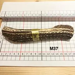 鹿の角 M37 表面ニス塗装あり 兵庫県産 鹿角 鹿のツノ しかつの