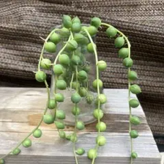 多肉植物　グリーンネックレスのカット苗