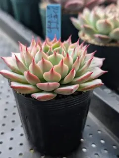 2025年最新】おらい リンゼアナの人気アイテム - メルカリ