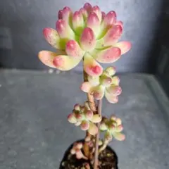 megu様 リクエスト 2点 まとめ商品